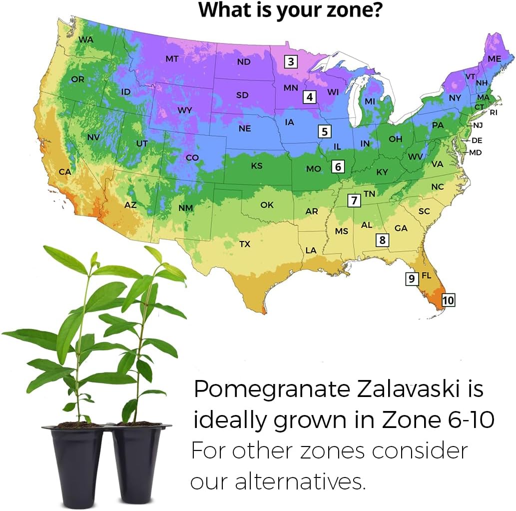 Pomegranate Salavatski Live for Sale (4 Pack) | Easy to Grow Plants | Edible Fruit Plant for Sustainable Living | Grow Your own Food on Your Edible Organic Garden| Live for Planting| 2 inch Pot