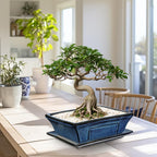 Large Ceramic Bonsai Pots with Drainage Trays Set of 2, 10" Blue Glazed Bonsai Planters for Indoor/Outdoor Use, Rectangular Shallow Bonzai Tree Pot for Succulent, Orchids, Cacti, Home, Patio, Garden