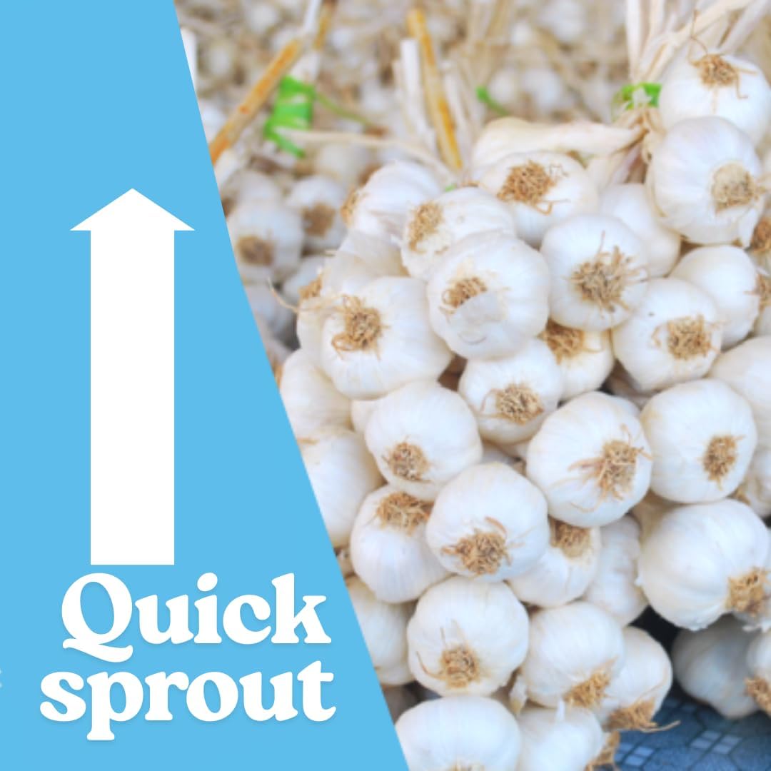 1 Pound Garlic for Planting in Fall Hardneck Softneck, 8-10 Top Size Garlic Bulbs for Planting, Fresh and High Yield Bulb Variety Pack, Hardy and Fast Growing (Random Mix)