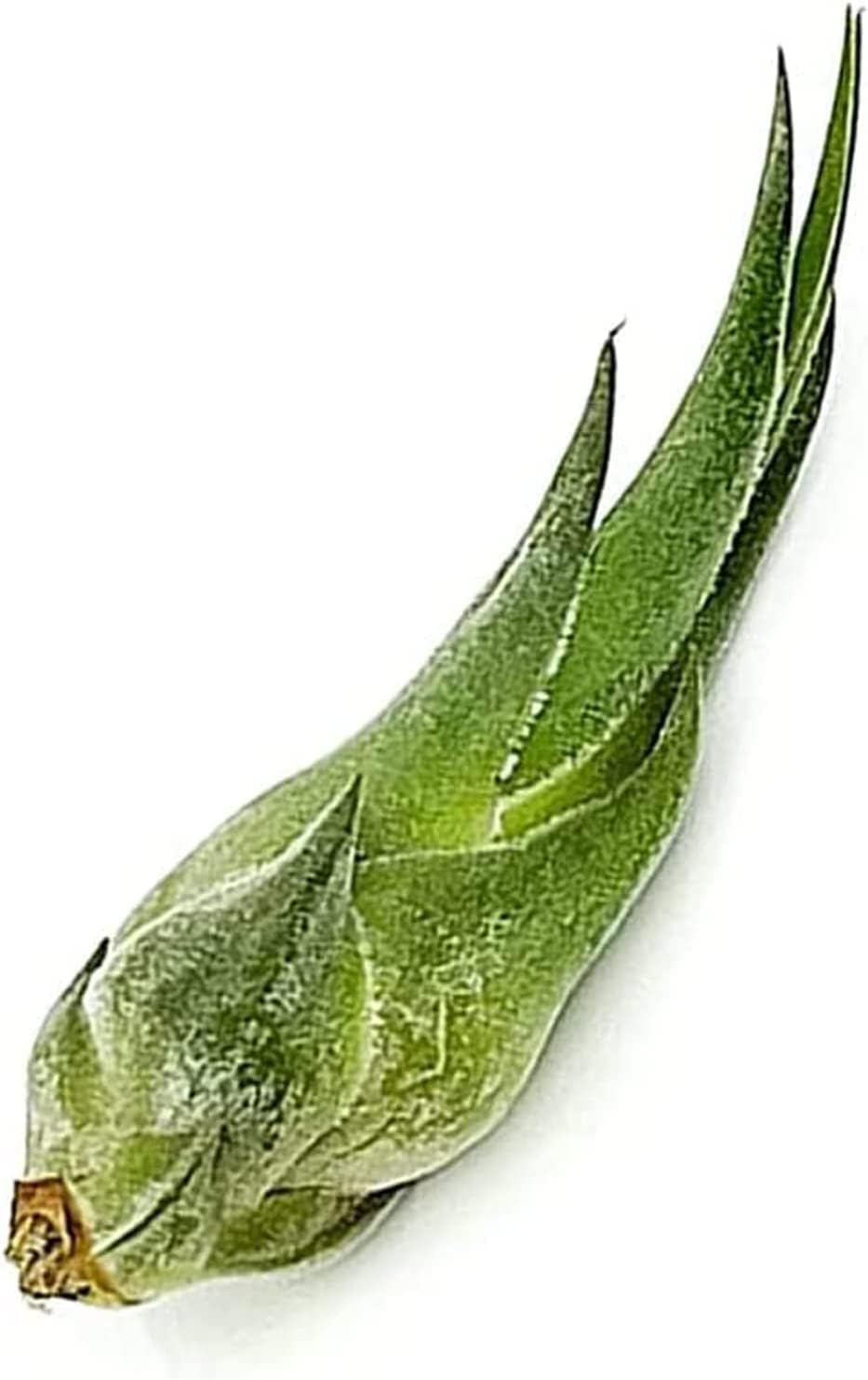 ragnaroc Air Plants - Tillandsia Seleriana, Large 4-6" - 3ct - Live Arrival Guaranteed - House Plants for Home Decor & Gift