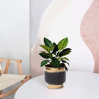 LB Black Gold Ceramic Planters for Indoor Plants, Succulent Plant Pots Ceramic Plant Pot, Modern Flower Pots for Living Room Office Home Decor, Round Flower Pot of 4.3 Inch(Plant Not Included)
