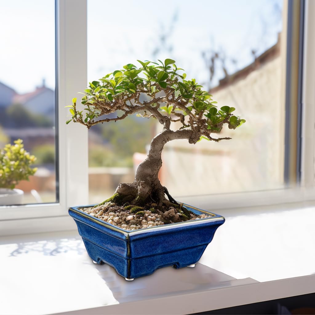 Bonsai Pots Shallow Succulent Planters for Live Bonsai Trees Set of 2, 6.3" Ceramic Pot for Succulents Indoor with Drainage Hole, Outdoor Cactus Plant Bonsai Pot，Ceramic Flower Pot