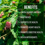 Thorny Boysenberry Plants (4 Pack) – Live Starter Plants for Planting, Vigorous Trailing Canes Producing Large, Juicy, Sweet-Tart Berries, Ideal for Jams, Pies, and Fresh Eating