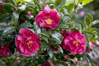 Southern Living October Magic Ruby Camellia, Pink Flowering Shrub, 5 ft Mature Height, USDA Zones 7-9