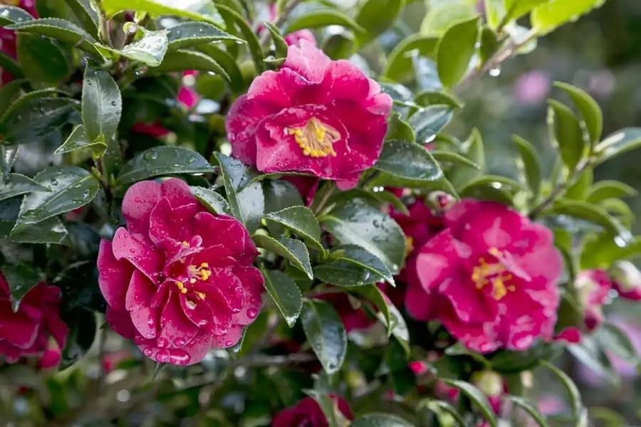 Southern Living October Magic Ruby Camellia, Pink Flowering Shrub, 5 ft Mature Height, USDA Zones 7-9