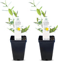 Carolina Jasmine Plant, Live Evergreen Vine, Fragrant Yellow Blooms, Fast Growing Climber for Trellis, Fences, or Arbors - Gelsemium sempervirens - 2 Cups
