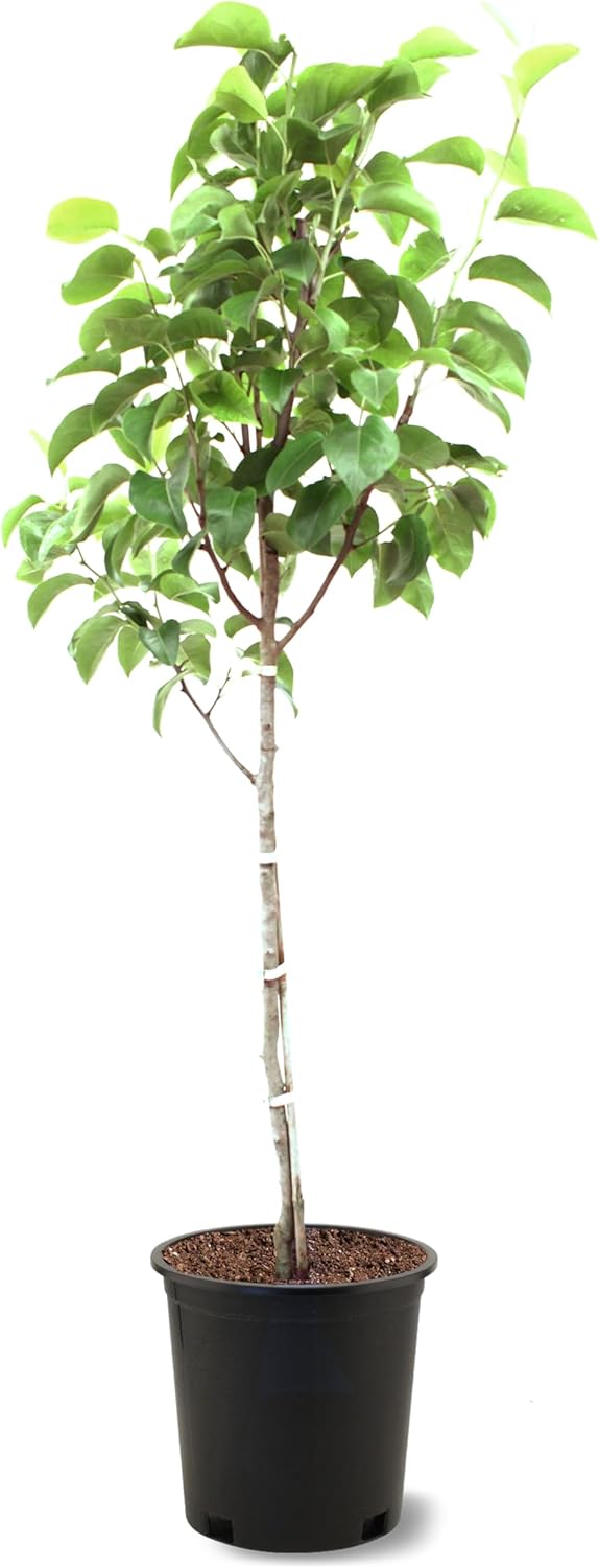 American Plant Exchange Tenn Pear Trees, 5 Gallon Pot, 3-4ft Tall, Semi-Self Pollinating, Live Fruiting Tree, Large Outdoor Landscape Plant, White Flowers, Ideal for Fresh Eating or Canning