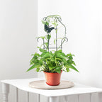 23 Inch Plant Trellis for Potted Plants, Sturdy Metal Houseplant Trellis for Climbing Plants Indoor Outdoor, Rust-Resistant Plant Support for Monstera Pothos Ivy, 2 Pack