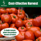Park Seed Variety of Tomato Seeds, Planting Vegetables, Easy to Grow, Non-GMO, Perfect for Harvesting, San Marzano Organic, Pack of 30