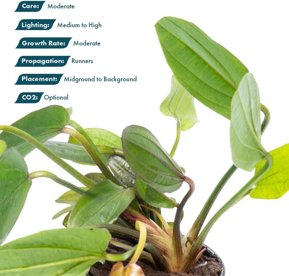 SubstrateSource Live Plants - Echinodorus ‘Horizontalis Variegated’ - Moderate to High Light, Green Variegated Accent, Midground to Background, Freshwater Aquatic Plant - Pot