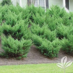 Sea Green Juniper - 20 Live Plants - Juniperus Chinensis - Hardy Evergreen Privacy Screen
