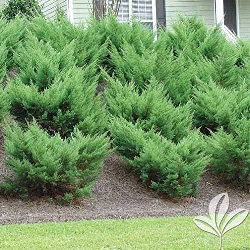 Sea Green Juniper - 20 Live Plants - Juniperus Chinensis - Hardy Evergreen Privacy Screen