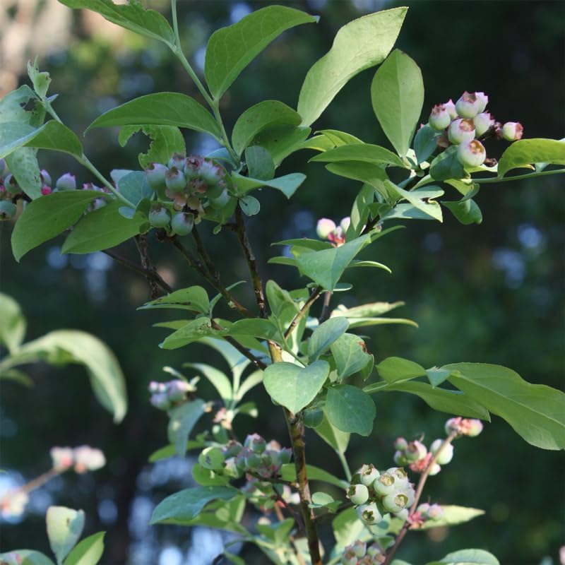 Pink Lemonade Blueberry (Legacy)