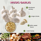 1 Pound Hard Neck Garlic for Planting in Fall, Music Garlic Bulb for Planting, Fresh and High Yield, Cold Hardy, Planting Softneck Hardneck
