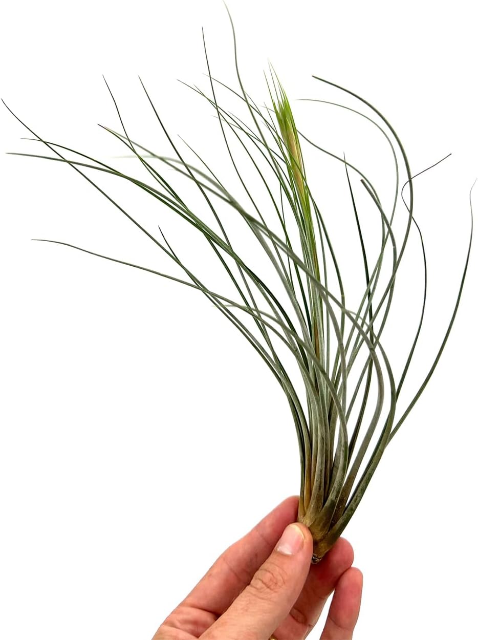 ragnaroc Air Plants - Tillandsia Juncea, Jumbo 8-12" - 3ct - Live Arrival Guaranteed - House Plants for Home Decor & Gift