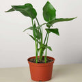 White Bird of Paradise Strelitzia Nicolai Live Plant for Indoor | Different Houseplants in 4'' & 6'' Pot | Real House Plant for Living Room, Office & Desk | Strelitzia Nicolai