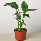 White Bird of Paradise Strelitzia Nicolai Live Plant for Indoor | Different Houseplants in 4'' & 6'' Pot | Real House Plant for Living Room, Office & Desk | Strelitzia Nicolai