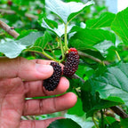 Mulberry Dwarf Everbearing Plant (4 Pack) | Real Live Fruit Plants for Sale| Easy to Grow Live Plants for Organic Gardens | Ideal for Home Gardens, Organic Landscaping, and Indoor or Outdoor Planting.