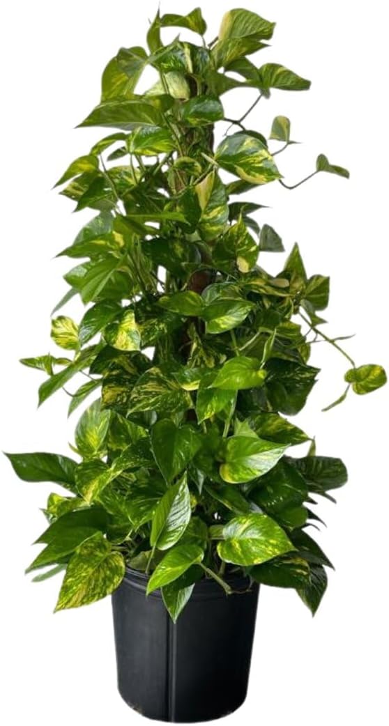 Golden Pothos Totem Live Plant - 10-inch Grower Pot, Indoor/Outdoor