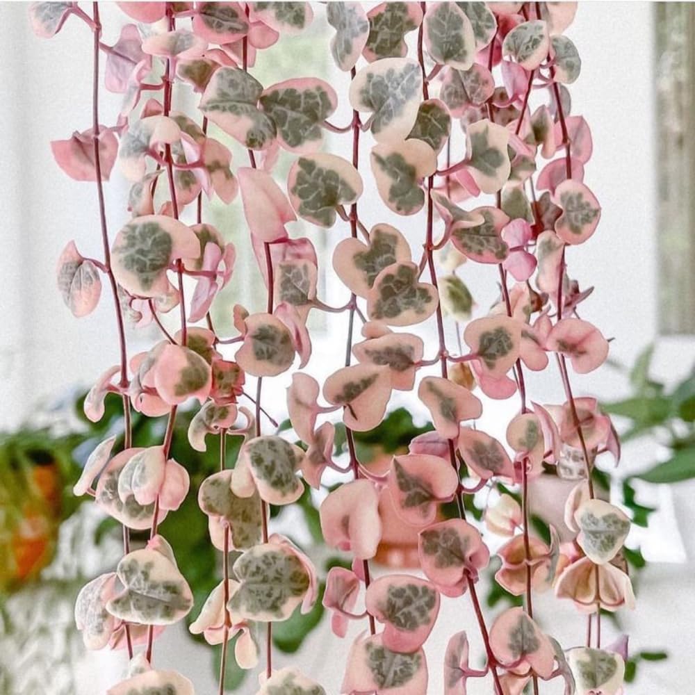 Ceropegia Woodii Variegated String of Hearts Plant Live, Succulent Trailing Vine, Indoor Houseplant Live in Pot