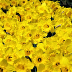 50 Yellow Daffodil Bulbs for Planting - Dutch Master Value Bag - Plant in Gardens, Borders & Flowerbeds - Bulb Size 10/12 cm - Easy to Grow Fall Flowers Bulbs by Willard & May