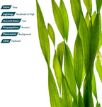SubstrateSource Live Plant - Tall Grass, Corkscrew Vallisneria - Easy Care, Moderate to High Light, Bright Green Accent, Freshwater Aquatic Plant for Aquascaping - Lead Bunch