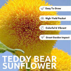 100 Teddy Bear Sunflower Seeds for Planting – Ultra-Fluffy Golden Blooms with Round Heads – Perfect for Gardens, Containers, and Pollinator-Friendly Landscaping - Unique and Fun