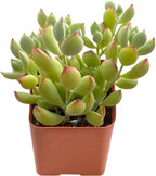 Sprout N Green Cotyledon Pendens, 1 Live Mini Succulent Plant Fully Rooted in 2in Pot, Real House Plant for Home Office Wedding Decoration DIY Projects Party Favor