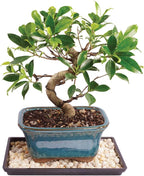 Brussel's Bonsai Live Golden Gate Ficus Indoor Bonsai Tree - Small, 4 Years Old, 5 to 8 In - Live Bonsai Tree in Ceramic Bonsai Pot with Humidity Tray