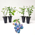 Pink Lemonade Blueberry (Legacy)