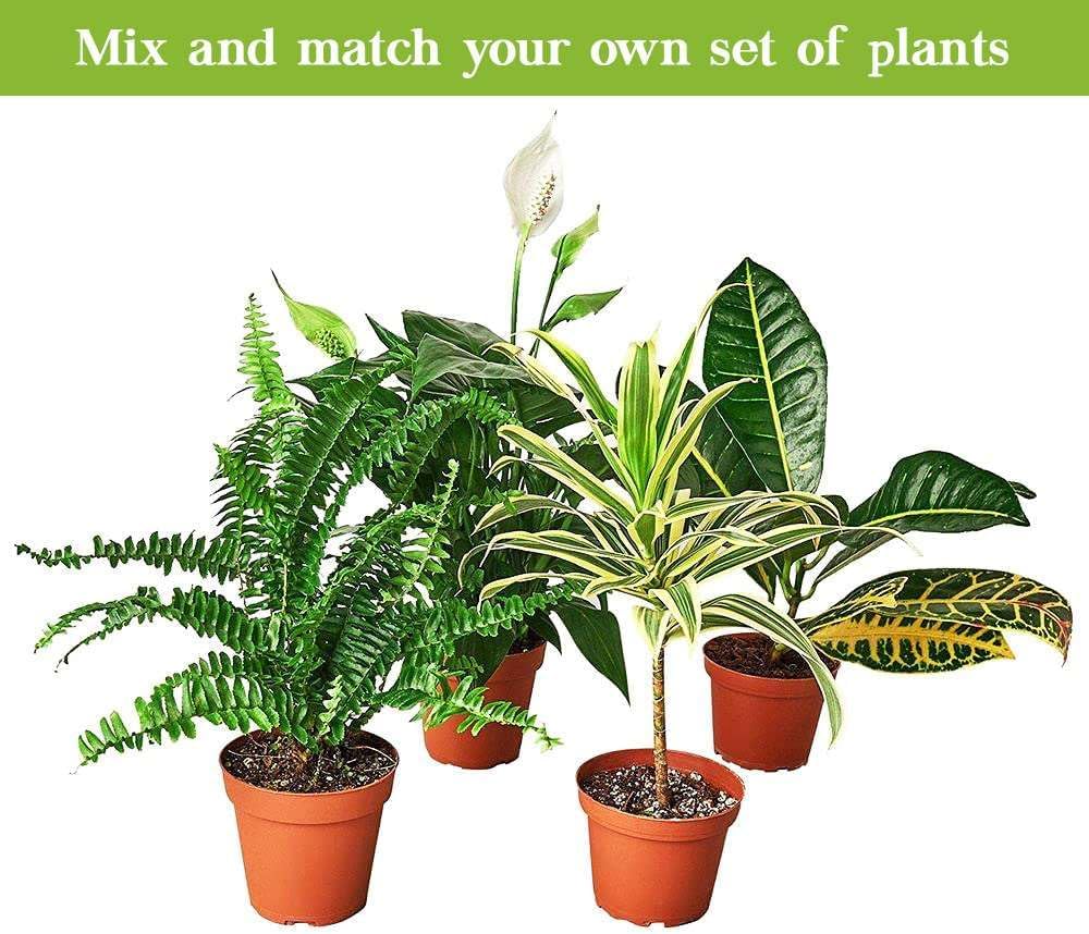 Money Tree Guiana Chestnut Pachira Braid Live Plant for Indoor | Different Houseplants in 3'' Pot | Real House Plant for Living Room, Office, Desk & Bathroom |