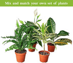 White Bird of Paradise Strelitzia Nicolai Live Plant for Indoor | Different Houseplants in 4'' & 6'' Pot | Real House Plant for Living Room, Office & Desk | Strelitzia Nicolai