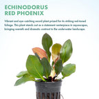 SubstrateSource Live Plants - Echinodorus ‘Red Phoenix’ (Echinodorus sp.) - Medium to High Light, Red Green, Midground to Background Placement, Freshwater Aquascaping Aquatic Plant - Pot
