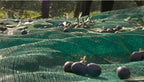 Green Plantation Fruit Collection Agricultural Harvesting Netting Walnut Olive Chestnut Apricot Hazelnut Net, 6x12m/20x40ft