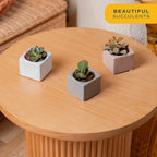 Costa Farms Mini Succulents (3-Pack), Assorted Live Indoor Succulent Plants in Cute Decor Planters, Grower's Choice Easy Care Houseplants, Tabletop, Office, Desk, or Room Decor, 2-Inches Tall, ceramic