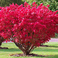 Burning Bush Shrub, Dwarf Burning Bush Live Plant in 4 Inch Pot, Red Shrub No Shipping to N.Y. CA, or MA, ME, VT, NH, NY