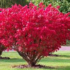 Burning Bush Shrub, Dwarf Burning Bush Live Plant in 4 Inch Pot, Red Shrub No Shipping to N.Y. CA, or MA, ME, VT, NH, NY