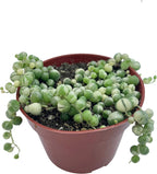 Live Succulent 4" Variegated String of Pearls, Succulents Plants Live, Succulent Plants Fully Rooted Hanging House Plant for Home Office Decoration, DIY Projects Party Favor Gift by The Succulent Cult