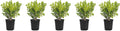 Japanese Boxwood | 5 Live 4 Inch Pots | Buxus Microphylla | Formal Evergreen Low Maintenance Hedge Plants