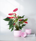 Ton Sin Plant Pots, 4.1+5.1+6.5 inch, Set of 3, Ceramic Planters with Drainage Hole and Saucer, Indoor Flower Pot with Drainage Hole, Gifts for Mom(Matte Pink)