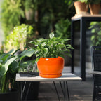 SQOWL Ceramic Pot for Plants - 8 Inch Plant Pot Indoor Outdoor, Modern Round Planter with Drainage Hole and Saucer, Decorative Planter for Flower, Office Decor, Garden Gifts for Women, Orange