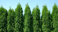 Two Pack of Green Giant Arborvitae Trees - Fast Growing Evergreen - 2 Live Plants Shipped 1 to 2 Feet Tall by DAS Farms (No California)