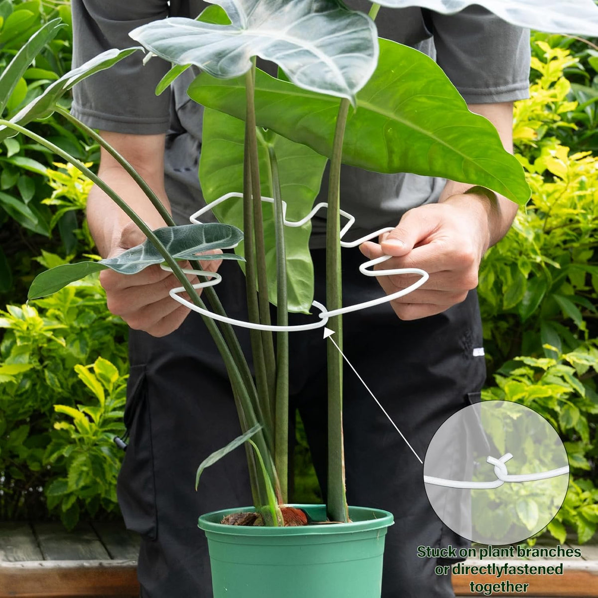 5PCS Monstera Plant Stem Support White 9 * 7.6in - Durable Stake Holder for Indoor Climbing Plants, Adjustable Installation Ideal for Fishbone Cactus and Plant Enthusiasts