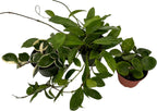 Hoya Assortment - 3 Pack in 4" Pots