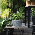 SQOWL 8 inch Plant pots Indoor - Ceramic Planter with Drainage Hole and Plant Saucer, Decorative Ceramic Flower Pot Outdoor, Modern Round Planter, Patio Porch Garden Decor, Garden Gifts, Gray