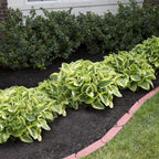 Ultimate Hosta Garden Collection 6-Pack of Bare Roots Hardy Mixed Heart-Shaped Hosta - Rich Green Foliage, Low Maintenance, Heart Shaped Leaves Great Perennials - 1000'S Sold