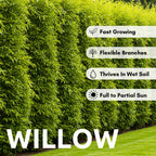 100 Hybrid Willow Trees - Fast Privacy Trees or Shade - Space 1-2 Feet Apart - Austree Willow Grow 6-10 Feet Per Year - Privacy Hedge