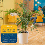 Costa Farms Majesty Palm Live Plant, Spring Decor, Giftable Plant Item, Indoor and Outdoor Live Palm Tree, Potted in Natural Pot, Tropical Patio, 3-4 Feet Tall
