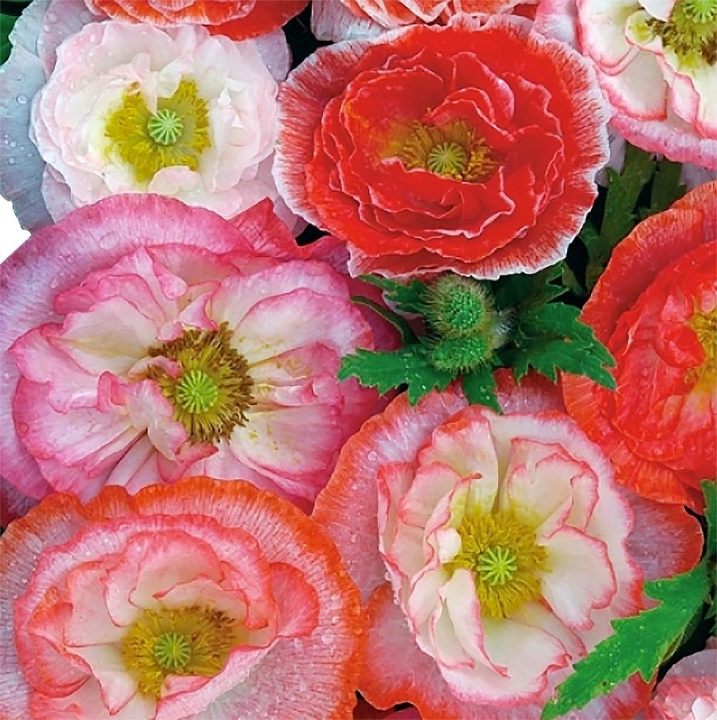 10,000 Double Shirley Poppies Seeds: Pastel Poppy Seeds