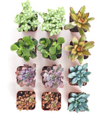 Shop Succulents Assorted Succulent Plant Pack Collection - Live Mini Succulent Plants, Low Maintenance, Mixture of Colors & Textures - Wedding and Party Favors, Gift & Garden, Pack of 12